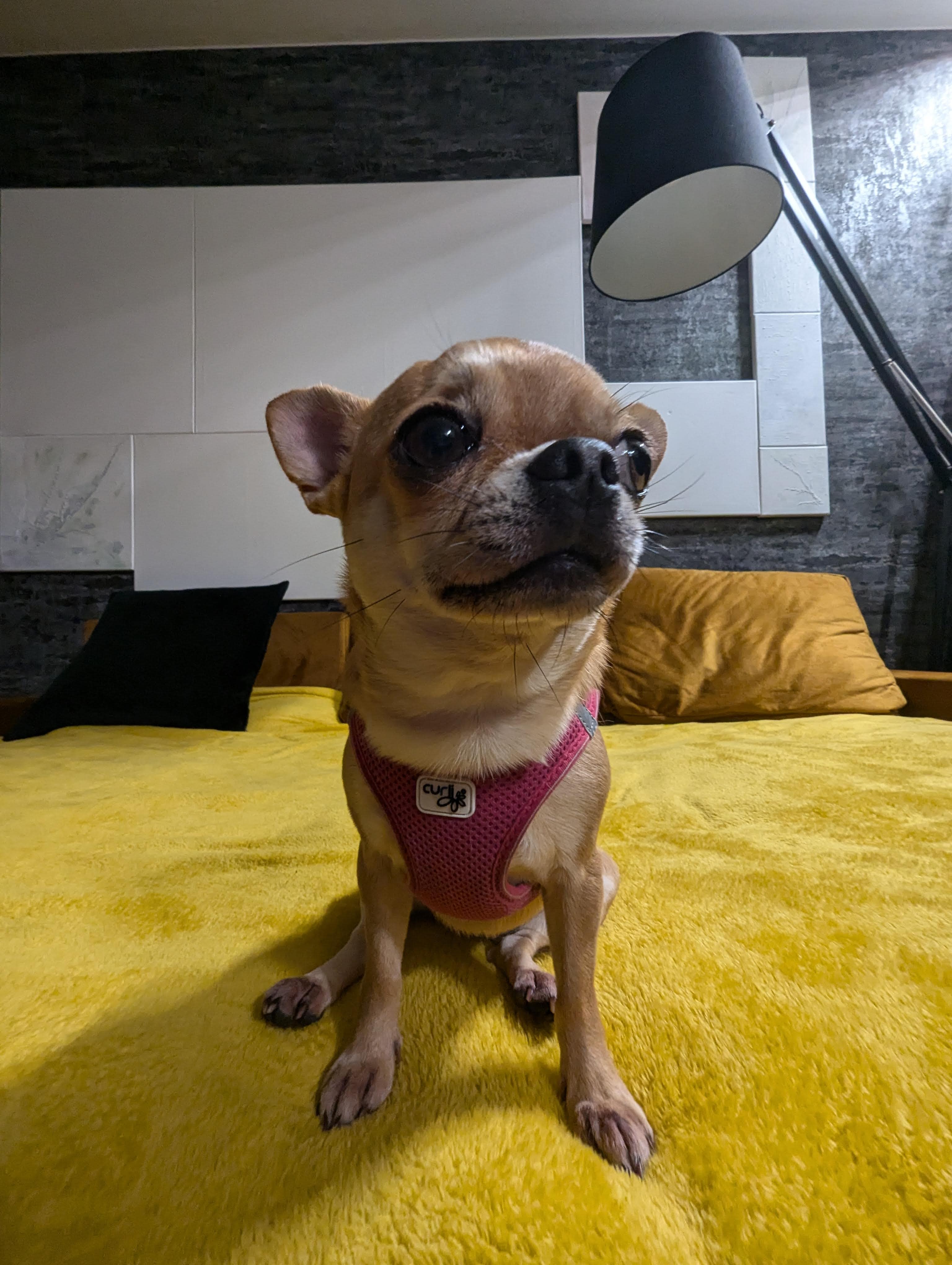 Vorher - Königliches Portrait